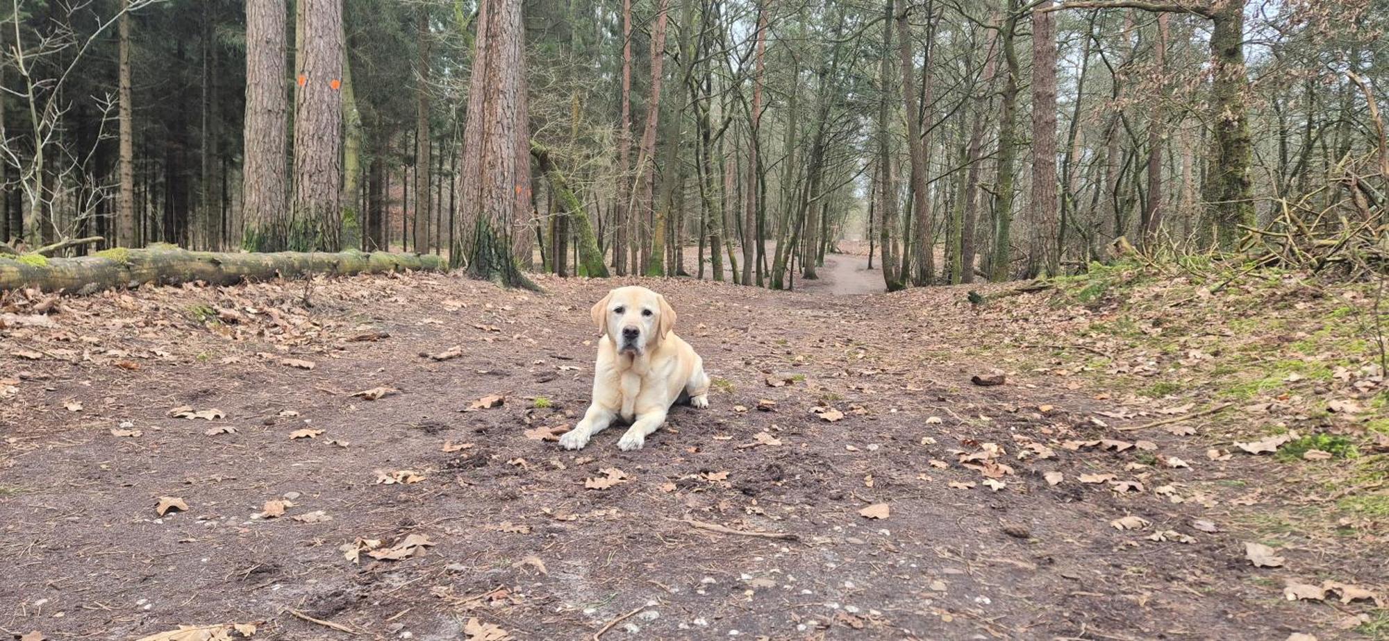 Het Veluwse Boshuisje Knus Chalet Met Omheinde Tuin Op De Veluwe Hoenderloo Exteriör bild