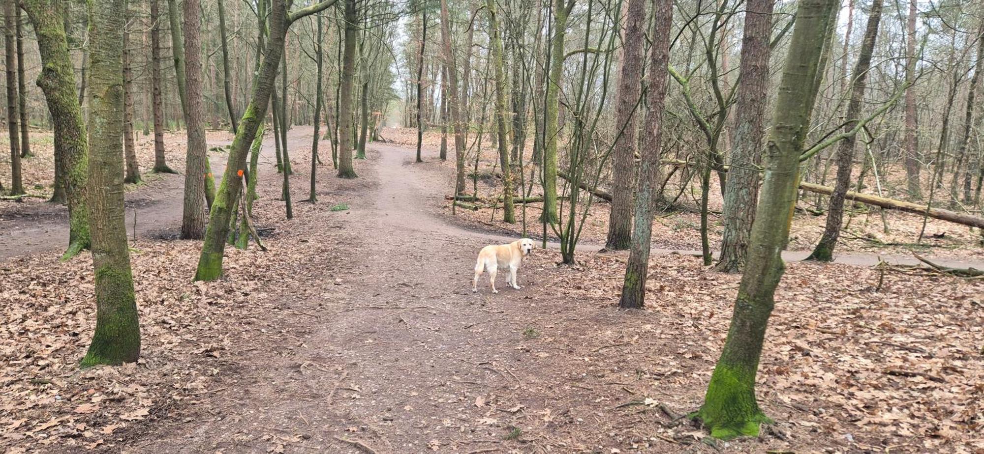 Het Veluwse Boshuisje Knus Chalet Met Omheinde Tuin Op De Veluwe Hoenderloo Exteriör bild